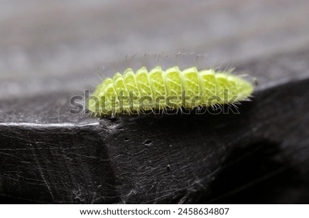 Green colored larva of The Black-banded Hairstreak walking along a pseudo-wooden fence (Antigius attilia, Wildlife closeup macro photograph)