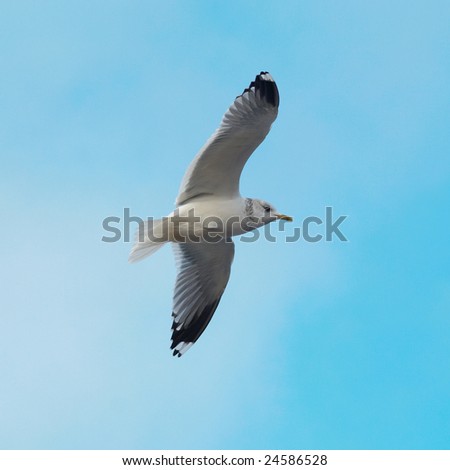 Seagull on the blue background.