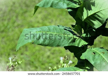 Abuse of tobacco (Nicotiana tabacum), its leaves and flowers Royalty-Free Stock Photo #2458657701