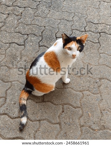 Street cat but not look like street cat