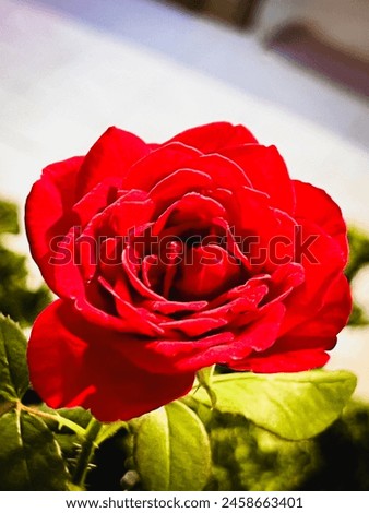 Heart Throb Rose plant,bright red velvet petals,beautiful flower. Royalty-Free Stock Photo #2458663401