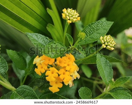 Chicken ahi, saliara or tembelekan (Lantana camara) is a type of flowering plant from the Verbenacea family Royalty-Free Stock Photo #2458669617