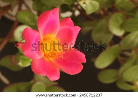 Closeup of Pink Portulaca flowers.