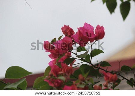 This photo is a close-up of a Bougainvillea in full bloom. The Bougainvillea has bright red petals and a large brown center. The Bougainvillea is facing directly upwards, towards a clear blue sky. 