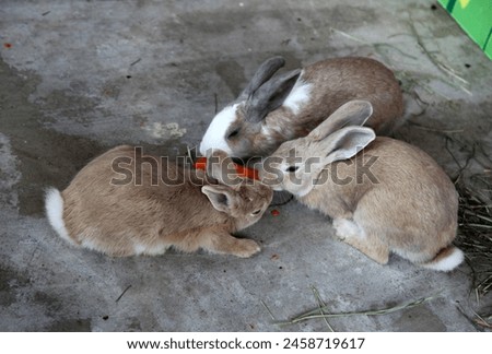 Exterio close up top view photo view of 3 three rabbits bunnies bunny eating together an orange fresh carrot vegetable for food feed breed farm farming nature natural carot brown fur soft fluffy