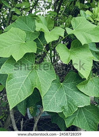 Platanus occidentalis, commonly known as the American sycamore or buttonwood, is a large deciduous tree native to North America. It belongs to the Platanaceae family.