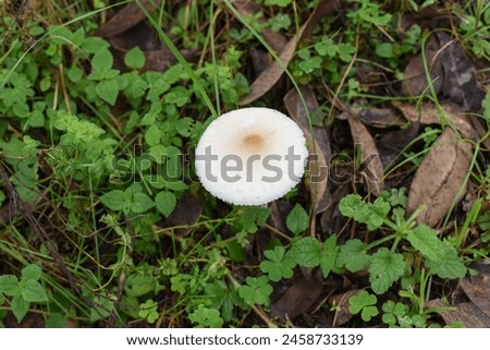 Wild mushroom, leopita photo taken from top angle 
