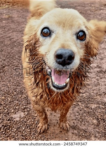 This is a picture of my pets having fun playing in the mud when it rains. Dogs are slaves who love their owners unconditionally and are extremely loyal to them. 