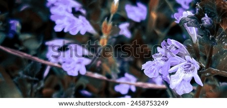 A pretty blue spring flower 