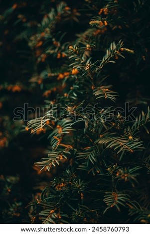 "Tranquil Forest: Nature's Haven. Serene trees, sunlight, birdsong. Perfect escape." Royalty-Free Stock Photo #2458760793