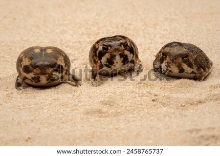 The Desert Rain Frogs, Web-footed Rain Frogs, or Boulenger's Short-headed Frogs (Breviceps macrops) is a species of frog found in Namibia and South Africa. Royalty-Free Stock Photo #2458765737