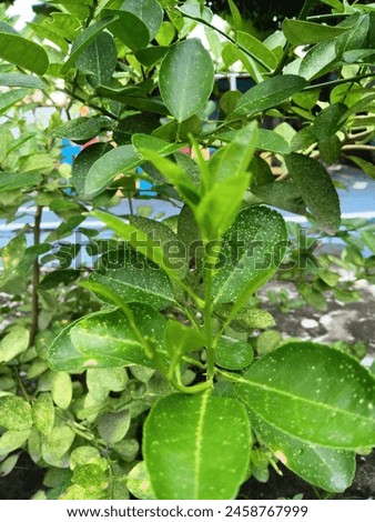 Lime leaves. lime tree .picture taken on May 6 2024 in Palu, Central Sulawesi Indonesia