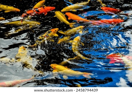 A group of goldfish swimming in a pond. The pond is blue and the fish are orange, real image