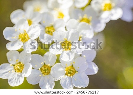 A flowering shrub with beautiful flowers. Soft selective focus. Artificially created grain for the picture.