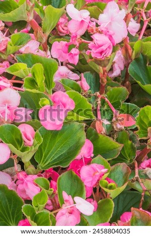 It is photo of pink Begonia flower (Begonia semperflorens). It is close up view of blooming pink flower in sunny garden. Its view of begonia flower bed in park. This is a flower background.