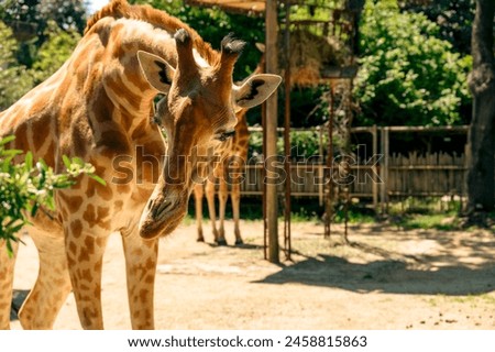 A giraffe and its beautiful face are located very close against the background of another giraffe, a feeder, a fence and green spaces. Focus on the animal's head
