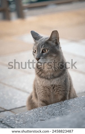 Picture of a beautiful grey cat near the Bridge of Tolerance in Dubai canal water.