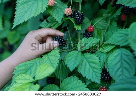 Close-up Asian boy hand picking up fresh ripe blackberry from homegrown shrub at backyard garden homestead orchard in Dallas, Texas, harvesting collecting organic berry little fingers, seasonal. USA