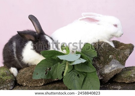 A pair of rabbits are eating spinach leaves on a rock overgrown with moss. This rodent has the scientific name Lepus negricollis.