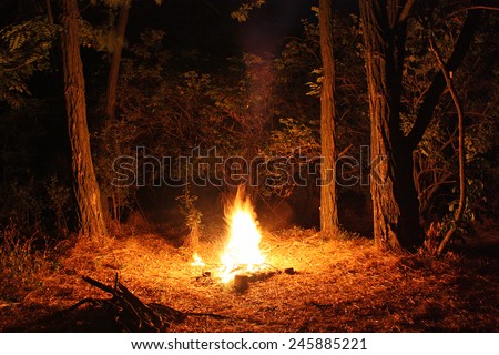 Fire burning at night in a forest glade