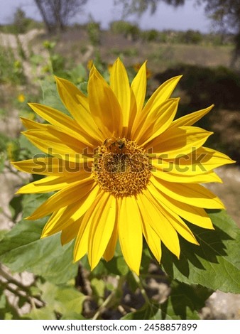 Beautiful shiny sunflower with honeybee closeup picture 