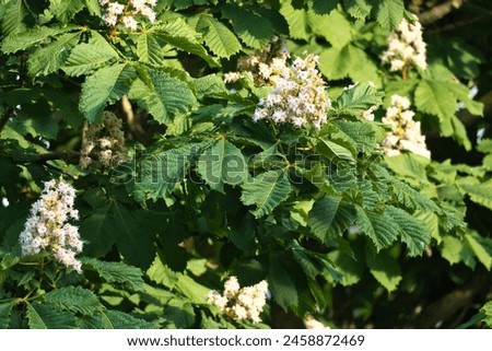 Chestnut blossom on the branch of a chestnut tree. White blossom on the dagger. Picture of a blossom