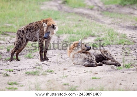 spotted hyenas, one with a more prominent mane, standing close together on short grass plains.