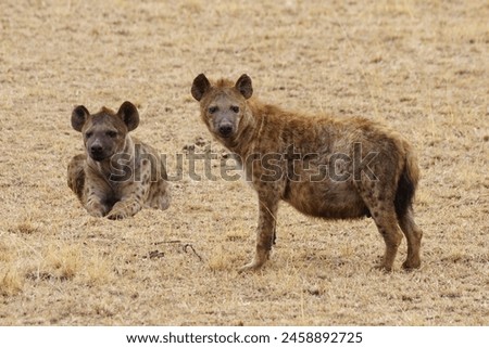 portrait of two spotted hyena with a wide grin.