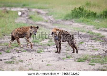 image of two spotted hyenas, with a prominent mane visible on one, standing close together on short grass plains.