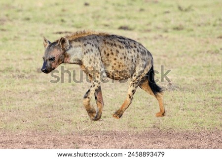 hyena slowly walking on the ground of Africa.