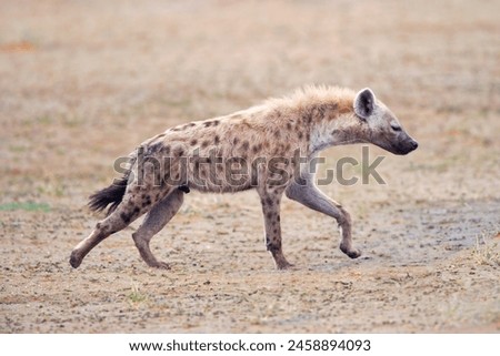 hyena running on the wild grounds of africa.