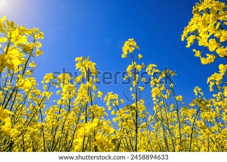 Yellow rapeseed field in the field and picturesque sky with white clouds. Blooming yellow canola flower meadows. Rapeseed crop in Ukraine. Royalty-Free Stock Photo #2458894633