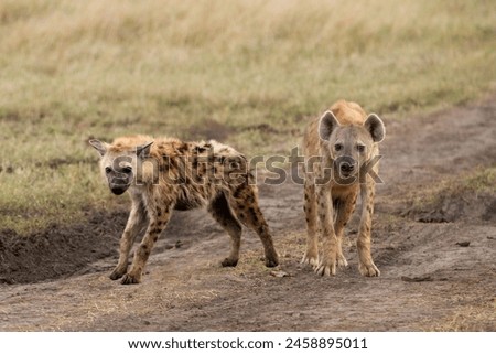 couple of spotted hyenas in the wild.