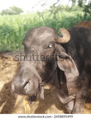 A Black Buffalo Looking at you. Buffalo Face Picture 