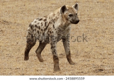hyena looking straight to the tourists.