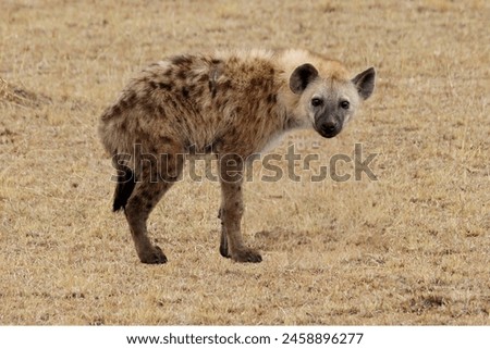hyena photographed on the wild grounds of asia.