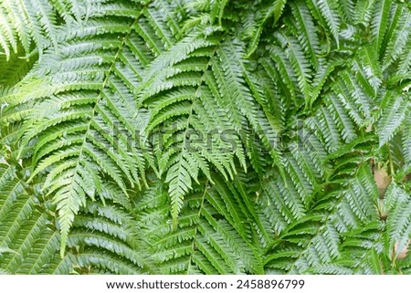 Abstract background texture of tropical leaves, green fern family