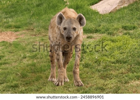 A photorealistic image of a spotted hyena with a powerful build standing alert in a lush green grass field.