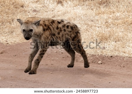 A high-resolution image of a young spotted hyena with a brown coat curiously walking across a dirt road.