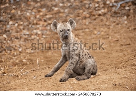 
beautiful hyena cub front view, baby hyena.
