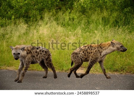 A high-resolution image of two spotted hyenas, possibly females due to their rounded heads and thick necks, walking side by side on a dirt road in a grassy savanna.
