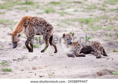 A high-resolution image of two spotted hyenas, one with a more prominent mane, standing alert in a tall grass field.
