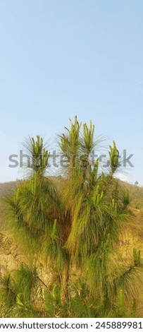 Pinus roxburghii, commonly known as chir pine or longleaf Indian pine, is a species of pine tree native to the Himalayas. Royalty-Free Stock Photo #2458899819