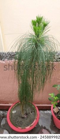 Pinus roxburghii, commonly known as chir pine or longleaf Indian pine, is a species of pine tree native to the Himalayas. Royalty-Free Stock Photo #2458899821