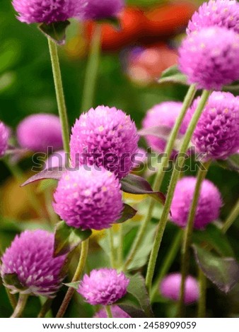 A closeup Flower photo of a Purple Globe Amaranth plant. The Purple Globe Amaranth is also commonly known as an Amaranthus, cockscomb or Flamingo Feathers. Royalty-Free Stock Photo #2458909059