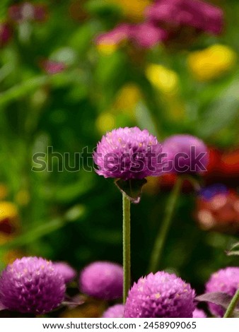 A closeup Flower photo of a Purple Globe Amaranth plant. The Purple Globe Amaranth is also commonly known as an Amaranthus, cockscomb or Flamingo Feathers.