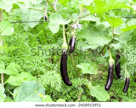 Eggplant tree,aubergine, brinjal ,or baigan,is a plant species in the nightshade family Solanaceae. Solanum melongena is grown worldwide for its edible fruit.It is purple, spongy, and absorbent fruit. Royalty-Free Stock Photo #2458913951
