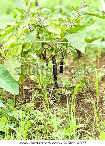 Eggplant tree,aubergine, brinjal ,or baigan,is a plant species in the nightshade family Solanaceae. Solanum melongena is grown worldwide for its edible fruit.It is purple, spongy, and absorbent fruit. Royalty-Free Stock Photo #2458914027