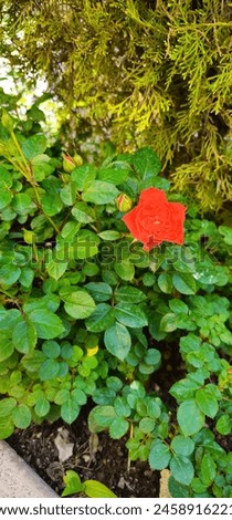 beautiful rose flower and green bush in the garden. red roses growing