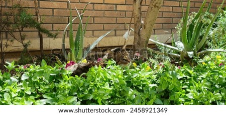 funny old cat sleeping in the middle of a garden with green plants and beautiful flowers and trees